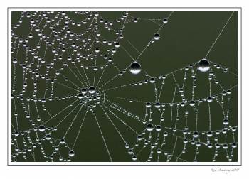 Spider web n dew 1g a.jpg